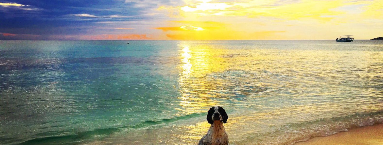 Places For Pet Lovers