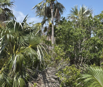 LITTLE CAYMAN LOT CLOSE TO POINT OF SAND
