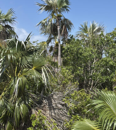 LITTLE CAYMAN LOT CLOSE TO POINT OF SAND