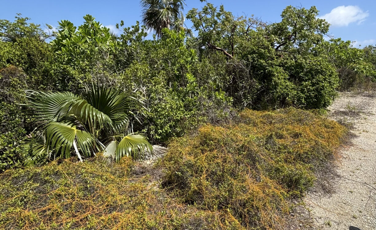 LITTLE CAYMAN LOT CLOSE TO POINT OF SAND