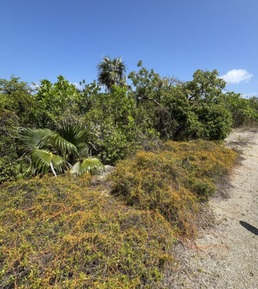 LITTLE CAYMAN LOT CLOSE TO POINT OF SAND